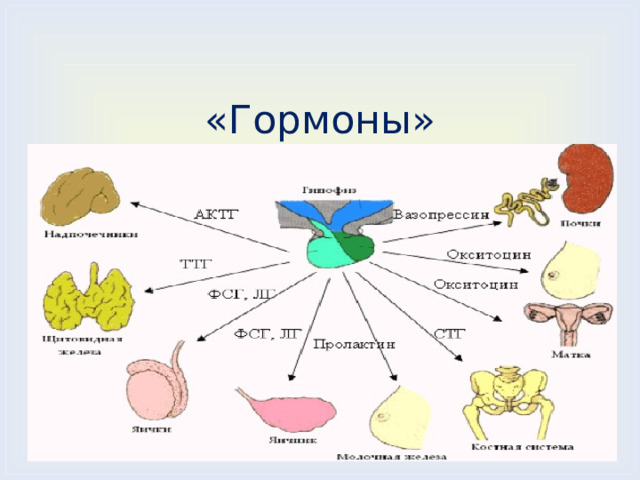 Гормоны химические координаторы процессов жизнедеятельности животных проект Презентация к уроку по химии по теме гормоны 10 класс