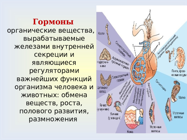 Презентация "Эндокринная система. Гипофиз. Половые железы" (8 класс) по биологии