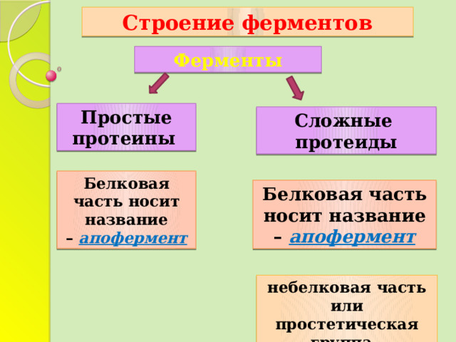 Строение ферментов Ферменты Простые протеины   Сложные протеиды Белковая часть носит название –  апофермент Белковая часть носит название –  апофермент небелковая часть или простетическая группа - кофермент 