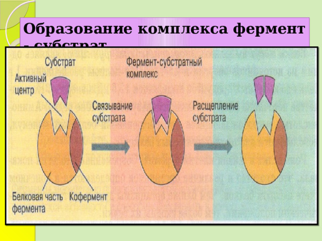 Ферменты презентация 10 класс