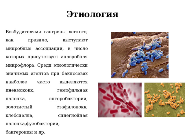 Этиология Возбудителями гангрены легкого, как правило, выступают микробные ассоциации, в числе которых присутствует анаэробная микрофлора. Среди этиологически значимых агентов при бакпосевах наиболее часто выделяются пневмококк, гемофильная палочка, энтеробактерии, золотистый стафилококк, клебсиелла, синегнойная палочка,фузобактерии, бактероиды и др. 