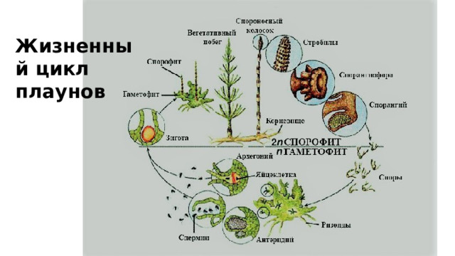 Жизненный цикл плауна схема