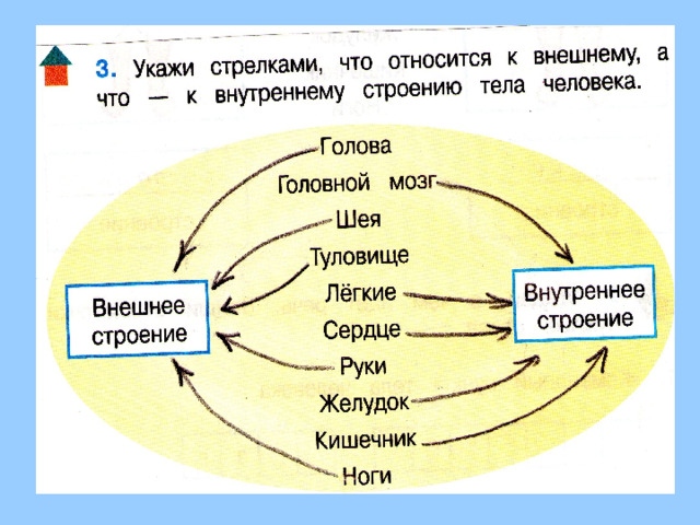 Внутренние и внешние миры. Что относится к внутреннему строению человека. Что относится к внешнему строению человека. Что относится к внутреннему миру человека. Чтототносится к внутреннему миру человека.