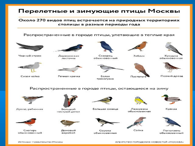 Птицы зимой… Холодно и голодно птицам зимой… 