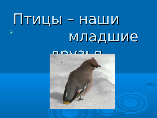 Птицы – наши  младшие друзья.     