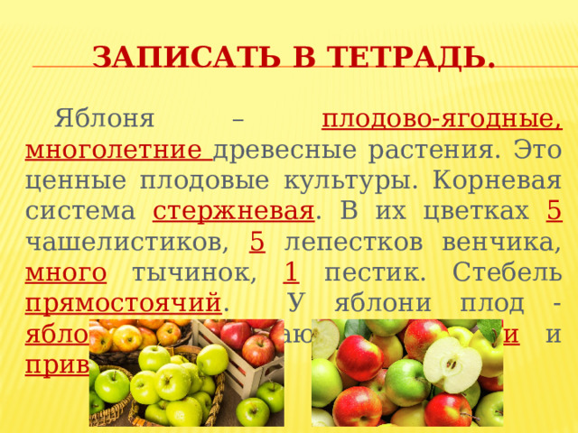 Плодово ягодные розоцветные вишня 7 класс 8 вида презентация