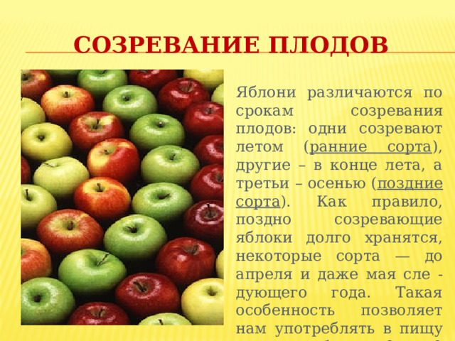 Презентация яблоня. Презентация на тему белгородские яблоки.