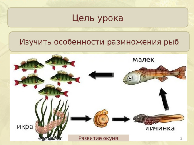 Цель урока Изучить особенности размножения рыб  Развитие окуня 