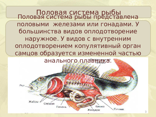 Половая система рыбы Половая система рыбы представлена половыми железами или гонадами. У большинства видов оплодотворение наружное. У видов с внутренним оплодотворением копулятивный орган самцов образуется измененной частью анального плавника.  Развитие окуня 