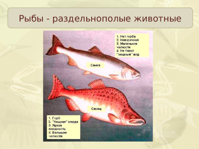 Рыбы - раздельнополые животные  