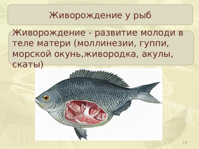 Живорождение у рыб Живорождение - развитие молоди в теле матери (моллинезии, гуппи, морской окунь,живородка, акулы, скаты)  