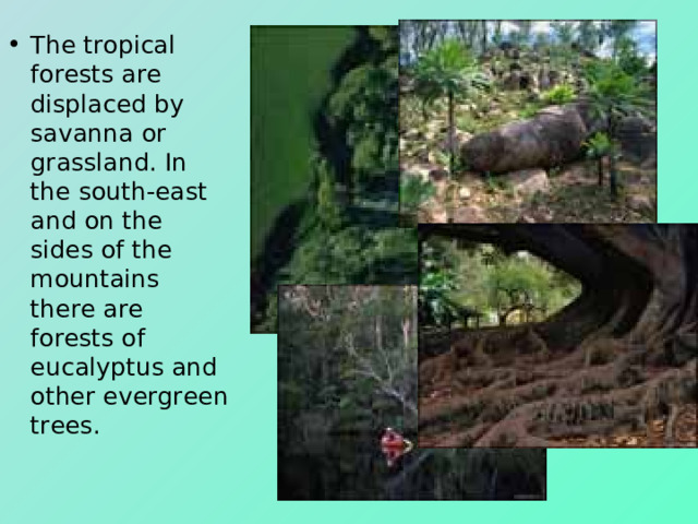 The tropical forests are displaced by savanna or grassland. In the south-east and on the sides of the mountains there are forests of eucalyptus and other evergreen trees. 