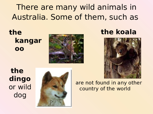 There are many wild animals in Australia. Some of them, such as  the  koala the  kangaroo the  dingo or wild dog are not found in any other country of the world 