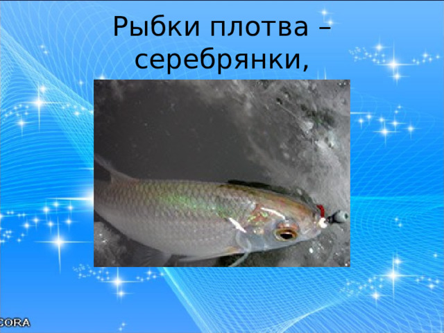 Рыбки плотва – серебрянки, 