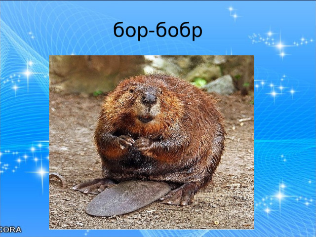 бор-бобр 