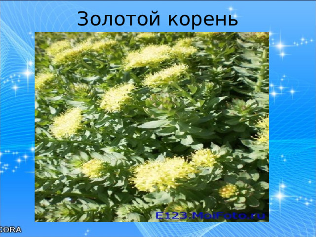 Золотой корень   