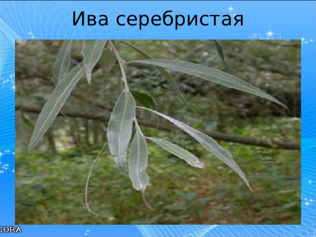 Ива серебристая   