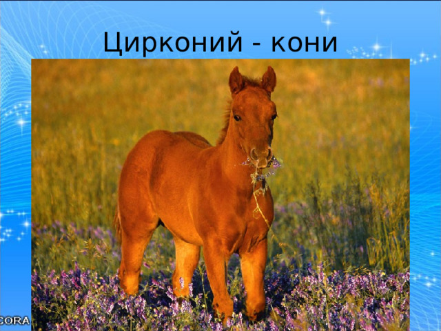 Цирконий - кони 