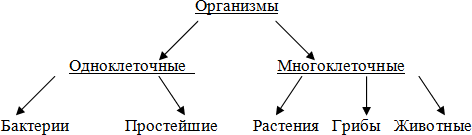 Картинки УРОВНИ ОРГАНИЗАЦИИ МНОГОКЛЕТОЧНОГО ОРГАНИЗМА 5 КЛАСС БИОЛОГИЯ