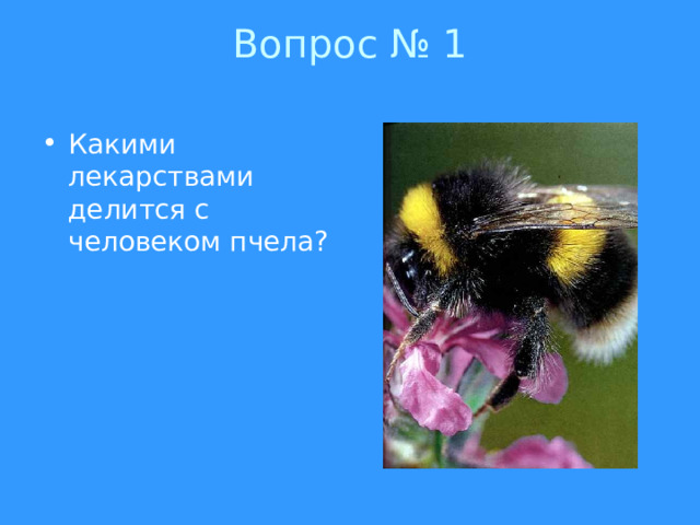 Вопрос № 1   Какими лекарствами делится с человеком пчела? 
