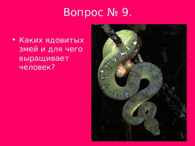 Вопрос № 9.   Каких ядовитых змей и для чего выращивает человек? 
