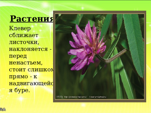 Если соцветия одуванчиков закрылись. Если Клевер сблизил листочки а соцветия его. Соцветия клевера поникли. Если коевер сблищил оичтояки. Если Клевер сблизил листочки а соцветия поникли народные приметы.