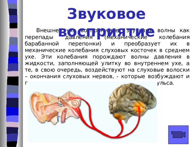 Звуковой диапазон человека  Человеческое ухо воспринимает звуки в диапазоне от 16 до 20000 Гц. Верхний и нижний пределы имеют тенденцию изменяться с возрастом. Так у маленьких детей предел слышимости достигает 22000 Гц, а у стариков понижается до 10000 Гц и ниже. 