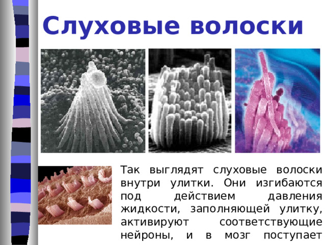 Звуковое восприятие  Внешнее ухо воспринимает звуковые волны как перепады давления (механические колебания барабанной перепонки) и преобразует их в механические колебания слуховых косточек в среднем ухе. Эти колебания порождают волны давления в жидкости, заполняющей улитку во внутреннем ухе, а те, в свою очередь, воздействуют на слуховые волоски – окончания слуховых нервов, - которые возбуждают и передают сигнал в мозг в виде нервного импульса. 