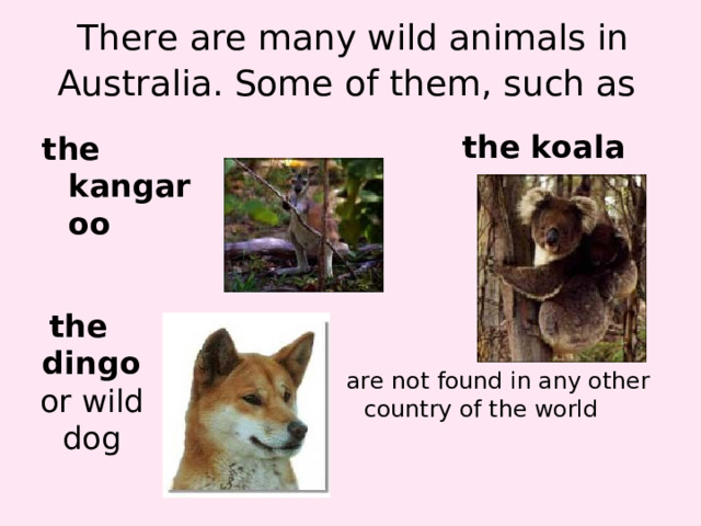 There are many wild animals in Australia. Some of them, such as  the  koala the  kangaroo the  dingo or wild dog are not found in any other country of the world 