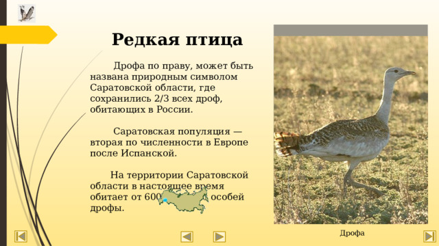 Редкая птица  Дрофа по праву, может быть названа природным символом Саратовской области, где сохранились 2/3 всех дроф, обитающих в России.  Саратовская популяция — вторая по численности в Европе после Испанской.  На территории Саратовской области в настоящее время обитает от 6000 до 8000 особей дрофы. Дрофа  