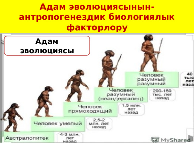Адам эволюциясынын- антропогенездик биологиялык факторлору Адам эволюциясы 