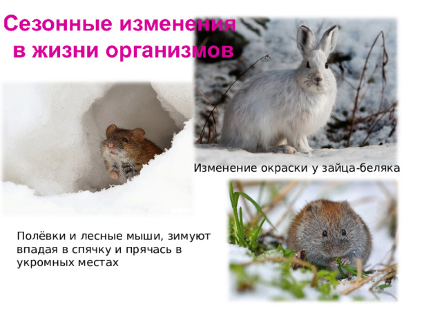  Изменение окраски у зайца-беляка Полёвки и лесные мыши, зимуют впадая в спячку и прячась в укромных местах 