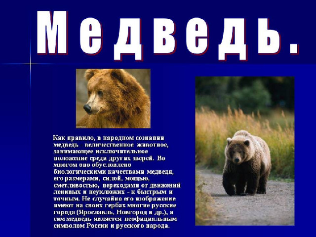 Медведь информация на английском