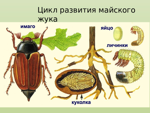 Цикл развития майского жука 
