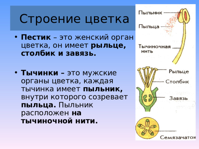 Разросшиеся и видоизмененные стенки завязи это