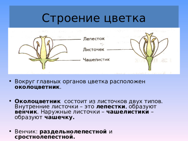 Околоцветник семейства злаки