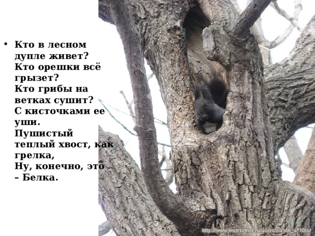Кто в лесном дупле живет?  Кто орешки всё грызет?  Кто грибы на ветках сушит?  С кисточками ее уши.  Пушистый теплый хвост, как грелка,  Ну, конечно, это – Белка. 