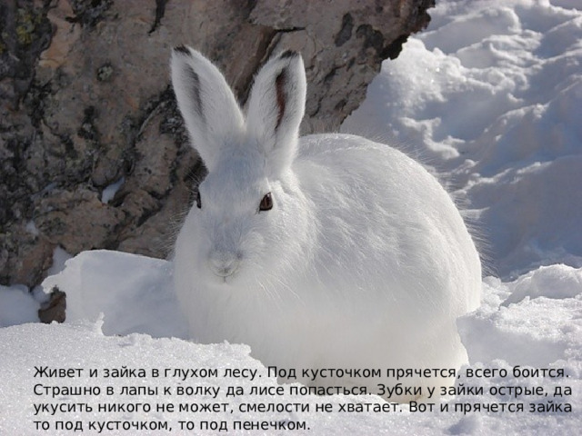 Живет и зайка в глухом лесу. Под кусточком прячется, всего боится. Страшно в лапы к волку да лисе попасться. Зубки у зайки острые, да укусить никого не может, смелости не хватает. Вот и прячется зайка то под кусточком, то под пенечком. 