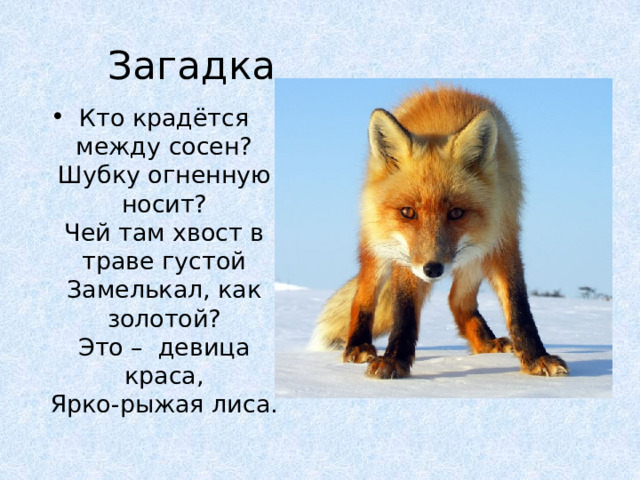 Загадка Кто крадётся между сосен?  Шубку огненную носит?  Чей там хвост в траве густой  Замелькал, как золотой?  Это –  девица краса,  Ярко-рыжая лиса. 
