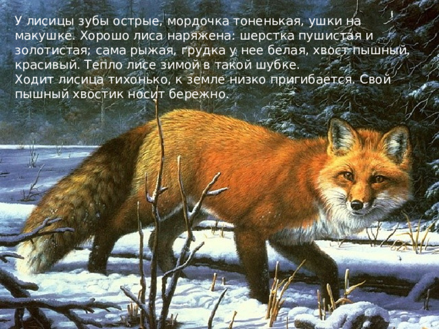 У  лисицы зубы острые, мордочка тоненькая, ушки на макушке. Хорошо лиса наряжена: шерстка пушистая и золотистая; сама рыжая, грудка у нее белая, хвост пышный, красивый. Тепло лисе зимой в такой шубке.  Ходит лисица тихонько, к земле низко пригибается. Свой пышный хвостик носит бережно. 
