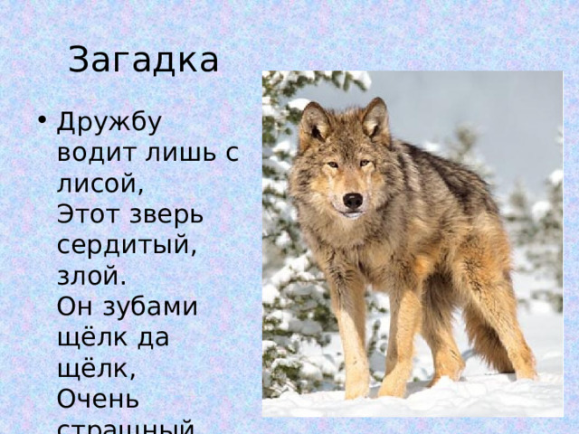 Загадка Дружбу водит лишь с лисой,   Этот зверь сердитый, злой.   Он зубами щёлк да щёлк,   Очень страшный серый волк. 
