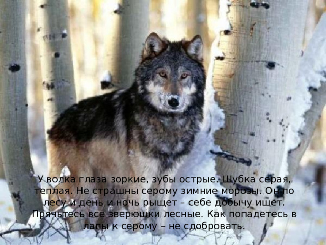 У волка глаза зоркие, зубы острые. Шубка серая, теплая. Не страшны серому зимние морозы. Он по лесу и день и ночь рыщет – себе добычу ищет. Прячьтесь все зверюшки лесные. Как попадетесь в лапы к серому – не сдобровать. 