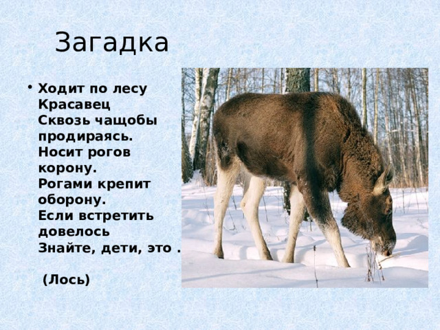 Загадка Ходит по лесу Красавец  Сквозь чащобы продираясь.  Носит рогов корону.  Рогами крепит оборону.  Если встретить довелось  Знайте, дети, это …  (Лось) 