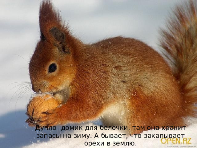  Дупло- домик для белочки, там она хранит запасы на зиму. А бывает, что закапывает орехи в землю. 