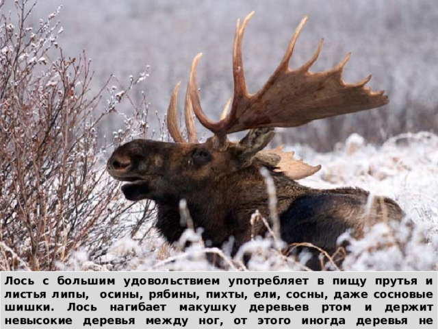 У лося- лосята. Лось с большим удовольствием употребляет в пищу прутья и листья липы, осины, рябины, пихты, ели, сосны, даже сосновые шишки. Лось нагибает макушку деревьев ртом и держит невысокие деревья между ног, от этого иногда деревья не выдерживают его большой тяжести и ломаются.  