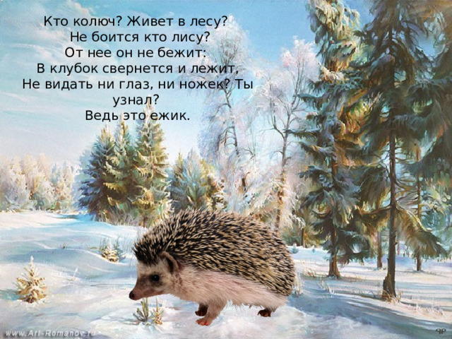 Кто колюч? Живет в лесу?  Не боится кто лису?  От нее он не бежит:  В клубок свернется и лежит,  Не видать ни глаз, ни ножек? Ты узнал?  Ведь это ежик. 