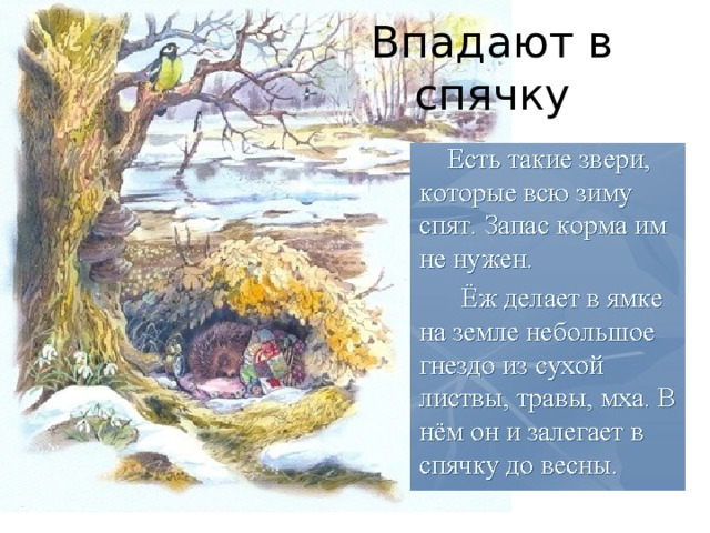 Впадают в спячку 