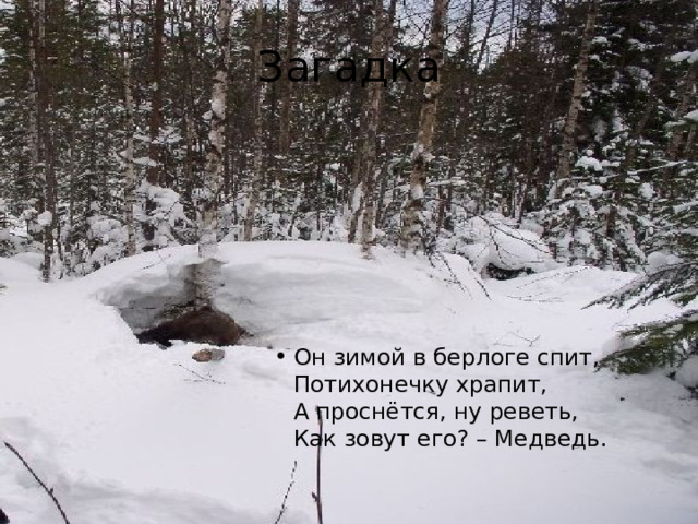 Загадка Он зимой в берлоге спит,  Потихонечку храпит,  А проснётся, ну реветь,   Как зовут его? – Медведь. 