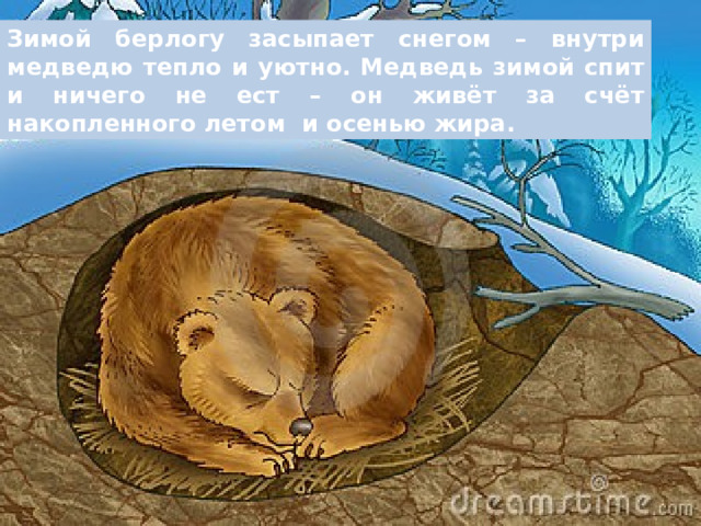 Зимой берлогу засыпает снегом – внутри медведю тепло и уютно.  Медведь зимой спит и ничего не ест – он живёт за счёт накопленного летом  и осенью жира. 