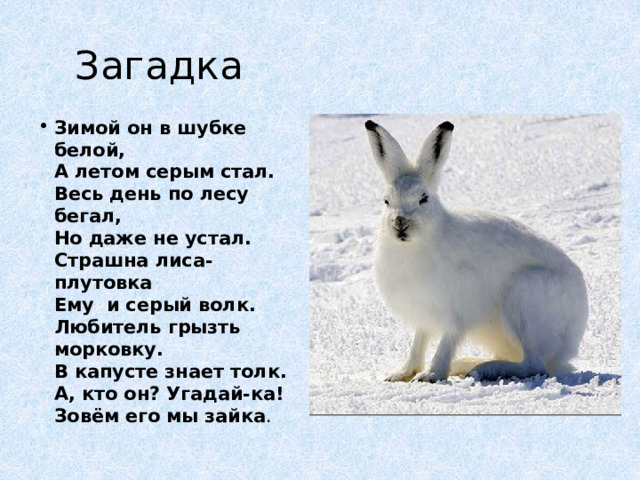 Белая морковка зимой растет ответ. Животные зимой загадки. Волк загадки кто зимой. Шубку белую он загадка. E rjuj BP ;bdjnys[ pbvjq белая шубка.